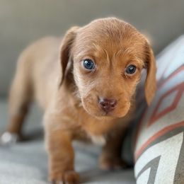Lily - Red female Dachshund puppy in Salem, Oregon from Longdox Mini Dachshunds