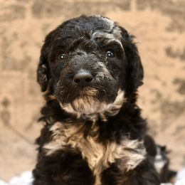 Molly - Merle female Goldendoodle puppy in Dayton, Ohio from Perks Court Doodles