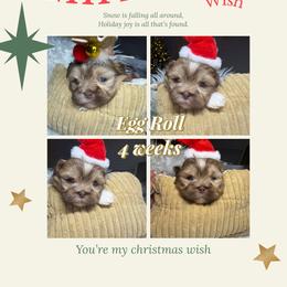 Bennett - Liver and white male Shih Tzu puppy in Coolidge, Arizona from Shih Tzu’s  ‘N’ Love