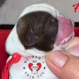 Boy 2 - Liver and white male Shih Tzu puppy in Hanford, California from MeMaw Shih Tzus