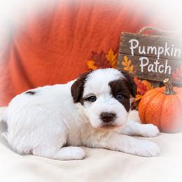 Waffles - Parti female Miniature Schnauzer puppy in Dorr, Michigan from Enchanted Paws
