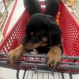 Rottweiler Puppies from CG Rottweilers