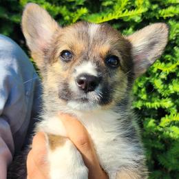 Cedar - Sable male Pembroke Welsh Corgi puppy in Sidney, Ohio from Cozy Corgi Ranch