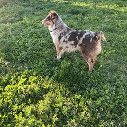 Heidi - Australian Shepherd