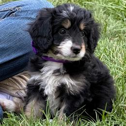 Tamale - Tri-color female Bernedoodle puppy in Roy, Utah from Doodles are Amazing
