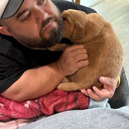 Golden Retriever Puppies from Family Loved Golden Retrievers