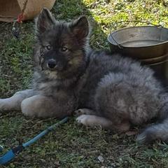 Native American Indian Dog Puppies from Turtle Island NAIDs