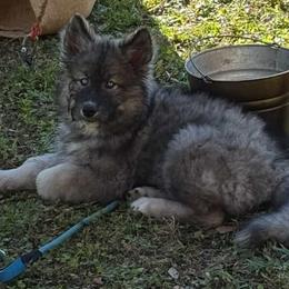 Native American Indian Dog Puppies from Turtle Island NAIDs