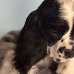 Cocker Spaniels from Retrograde Kennels