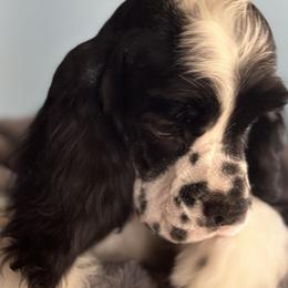 Cocker Spaniels from Retrograde Kennels