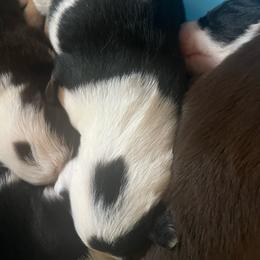 Boy 5 - Black and white male Border Collie puppy in Salem, Oregon from Croisan Creek Border Collies