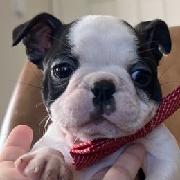 Boston Terrier Puppies from West Cactus Kennels LLC