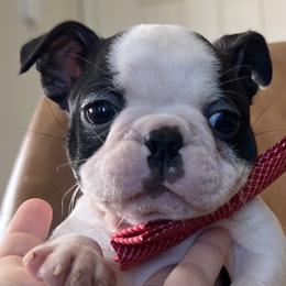Boston Terrier Puppies from West Cactus Kennels LLC
