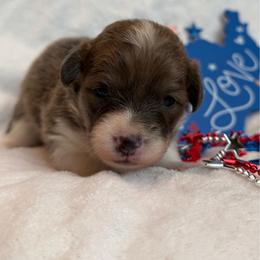Justice - Blue female Pembroke Welsh Corgi puppy in Hotchkiss, Colorado from Grand Mesa Corgis