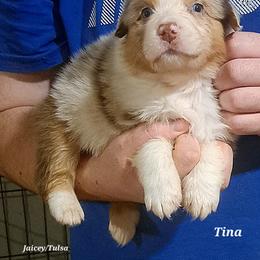 Tina - Red merle female Australian Shepherd puppy in Elk Creek, Missouri from Hearts on Fire Australian Shepherds