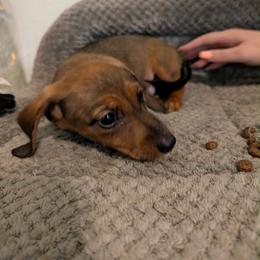 Finn - Red male Dachshund puppy in Crosby, Texas from House of Slinkys