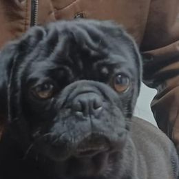 Dolly - Pug
