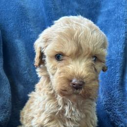 Girl 2 - Apricot female Aussiedoodle puppy in Lowville, New York from Adirondack Labradoodles