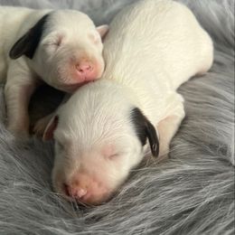 Mocha - LUA - liver - White and liver brown female Dalmatian puppy in Sedalia, Missouri from Missouri Dalmatians