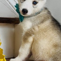 Zara - Black tan and white female Siberian Husky puppy in Atlanta, Georgia from Lobban Huskies