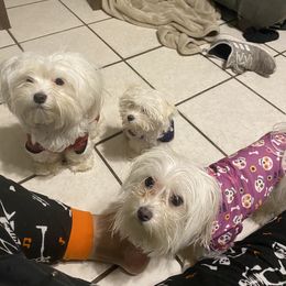 Maltese Puppies from Babes Babies