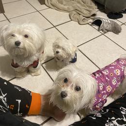 Maltese Puppies from Babes Babies