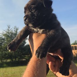 Light Pink - Black brindle female Cane Corso puppy in Yale, Michigan from Titan Farms