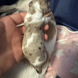 Puppy 5 - Dapple male Dachshund puppy in Copperas Cove, Texas from Creme de la Creme Dachshunds