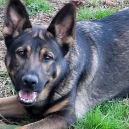 German Shepherds from Haus der Höllenhunde