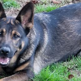 German Shepherds from Haus der Höllenhunde