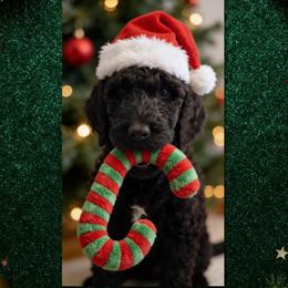 Green 1300 - Black male Goldendoodle puppy in Salem, Oregon from Capital Doodles