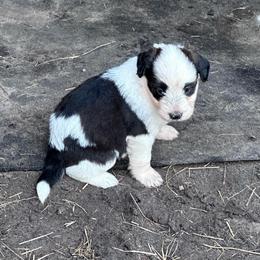 Girl 1 - Black and white female Aussiedoodle puppy in Reddick, Florida from Cooper’s Mini Doodles