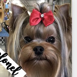 Colonel - Yorkshire Terrier