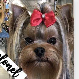 Colonel - Yorkshire Terrier