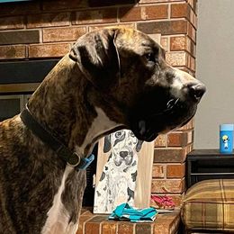 Cash - Great Dane