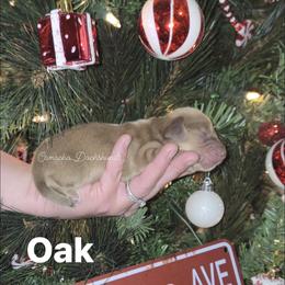 Oak - Cream male Dachshund puppy in Huntington, Texas from Camacho_Dachshunds