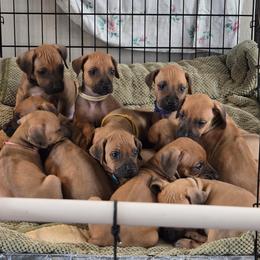 Rhodesian Ridgeback Puppies from Chilolo