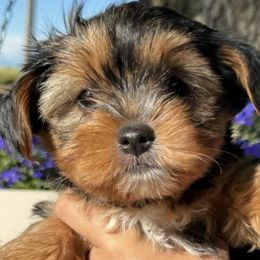 Yorkshire Terriers from YorkieVillaPaws