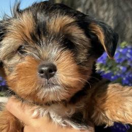 Yorkshire Terriers from YorkieVillaPaws