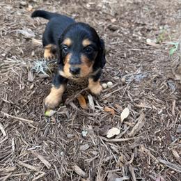 Leo - Black and tan male Dachshund puppy in New Braunfels, Texas from Wurst Doxies