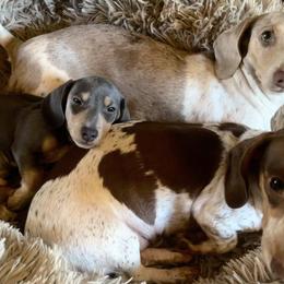 Dachshunds from Laura Gibbs