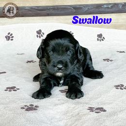 Swallow - Black male Bernedoodle puppy in Banner Elk, North Carolina from Walnut Tree Bernedoodles