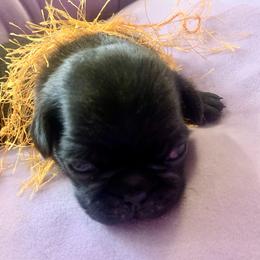 Pug Puppies from The Grumble Pack