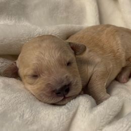 Tuffy - Apricot male Labradoodle puppy in Blythwood, South Carolina from Exotic and Designer Doodles