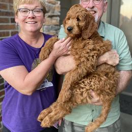 Goldendoodle Puppies from Bows & Ties Doodles