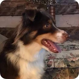 Henley - Toy Australian Shepherd