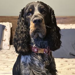 Tucker - English Springer Spaniel