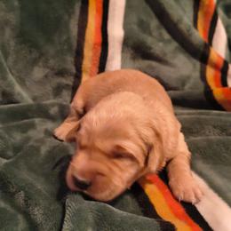 Aurora (2nd pick female) - Dark golden female Golden Retriever puppy in Tenino, Washington from Oak River Goldens'