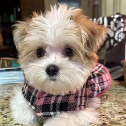 Companion Cross, Maltese, Morkie, and Yorkipoo Puppies from MC Kennels