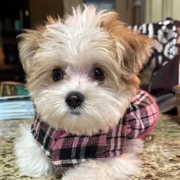 Companion Cross, Maltese, Morkie, and Yorkipoo Puppies from MC Kennels
